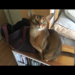 Meet your Posher, Shelby cai